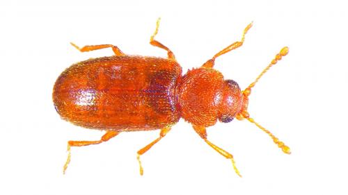 Réf. 220 056 : Corticaria elongata